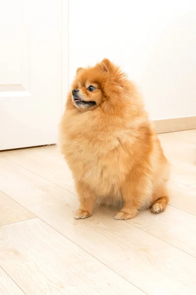 Red dog breed miniature Pomeranian is looking with interest. emotion of interest and attention