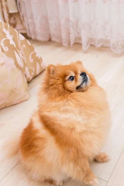 Red dog breed miniature Pomeranian is looking with interest. emotion of interest and attention