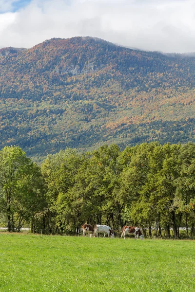 Summer landscape, the Jura France. Ain region on the border with Geneva.