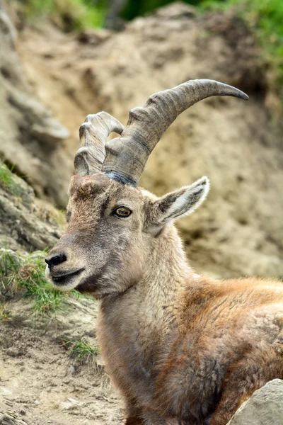 Ibex of the Alps
