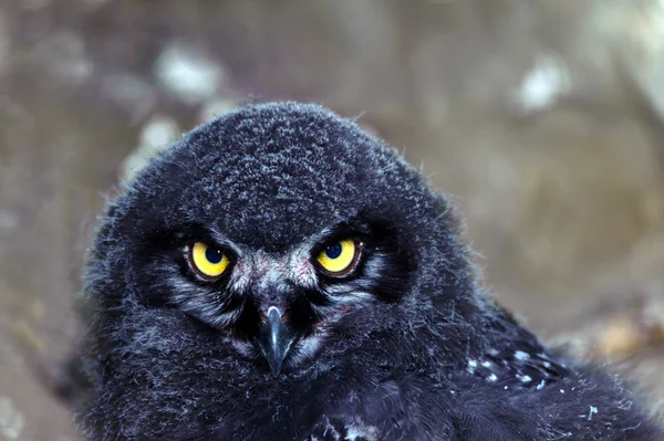 Snowy owl