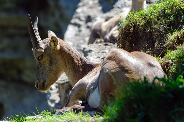 Ibex of the Alps