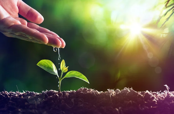 Care Of New Life - Watering Young Plant