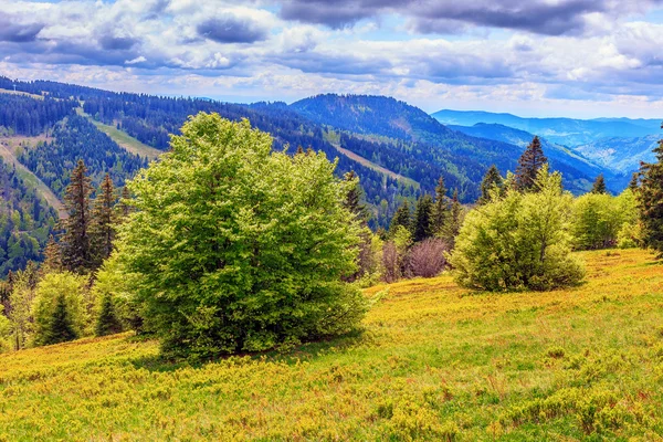 Feldberg Mountain in Spring