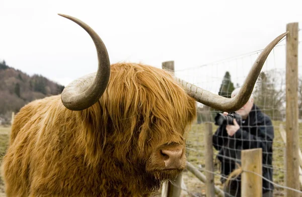 Taking pictures to highland cow