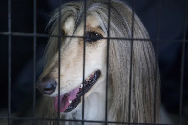 Afghan Hound at dog crate looking out