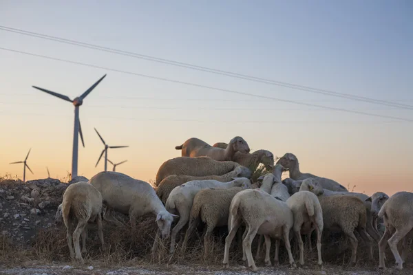 Flock of sheep grazing at electric wind turbines farm