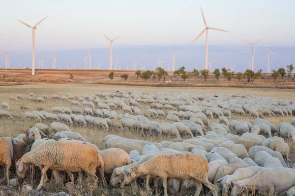 Flock of sheep grazing at electric wind turbines farm