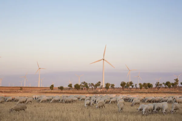 Flock of sheep grazing at electric wind turbines farm