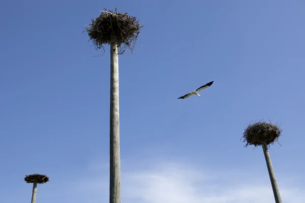 Storks colony