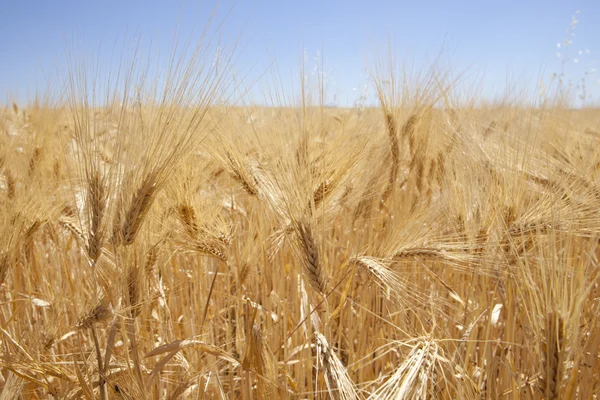 Barley ears