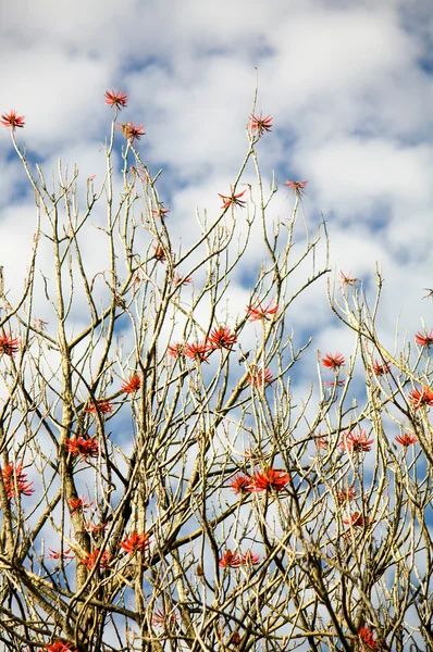 Museo Dolores Olmedo tree branches with red flowers and sky with clouds