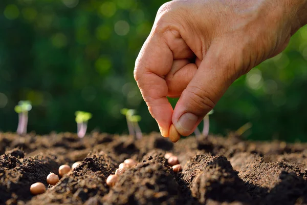 Close-up farmer's hand planting a seed in soil