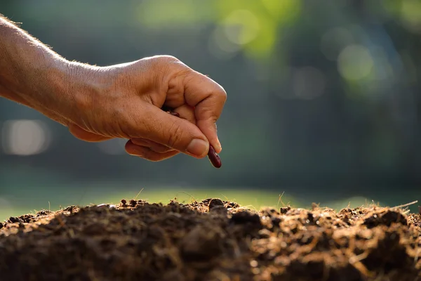 Hand planting a seed