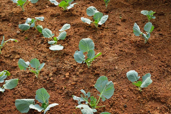 Chinese kale vegetable growing out of the earth in garden