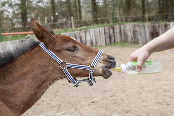 Foals fed with bottle