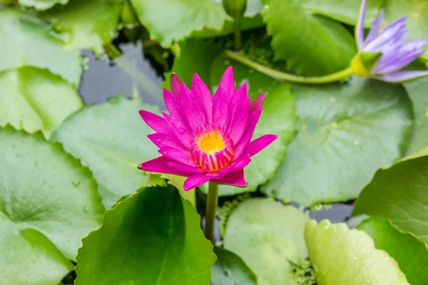 Purple lotus or purple water lily in pond.