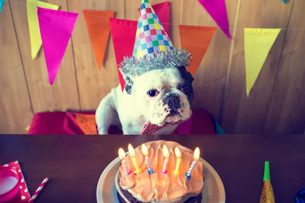Dogs on birthday party