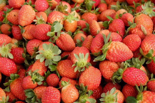 Strawberry,Da Lat, dalat, fruit, agriculture
