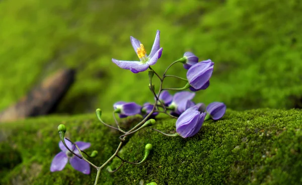 Nature background, violet flowers, purple petal