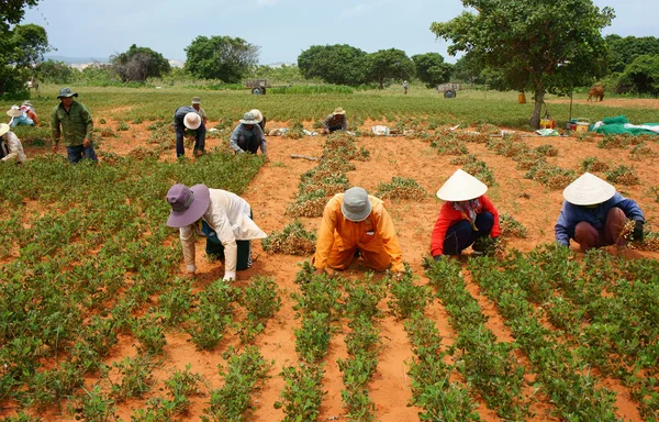 Group Asia farmer working harvest peanut