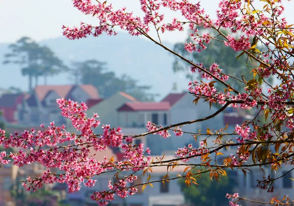 Beautiful flower, pink cherry blossom, Dalat spring