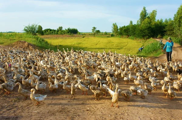 Asian farmer, flock of duck, Vietnamese village