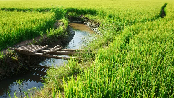 Vietnam yellow paddy field, bamboo bridge
