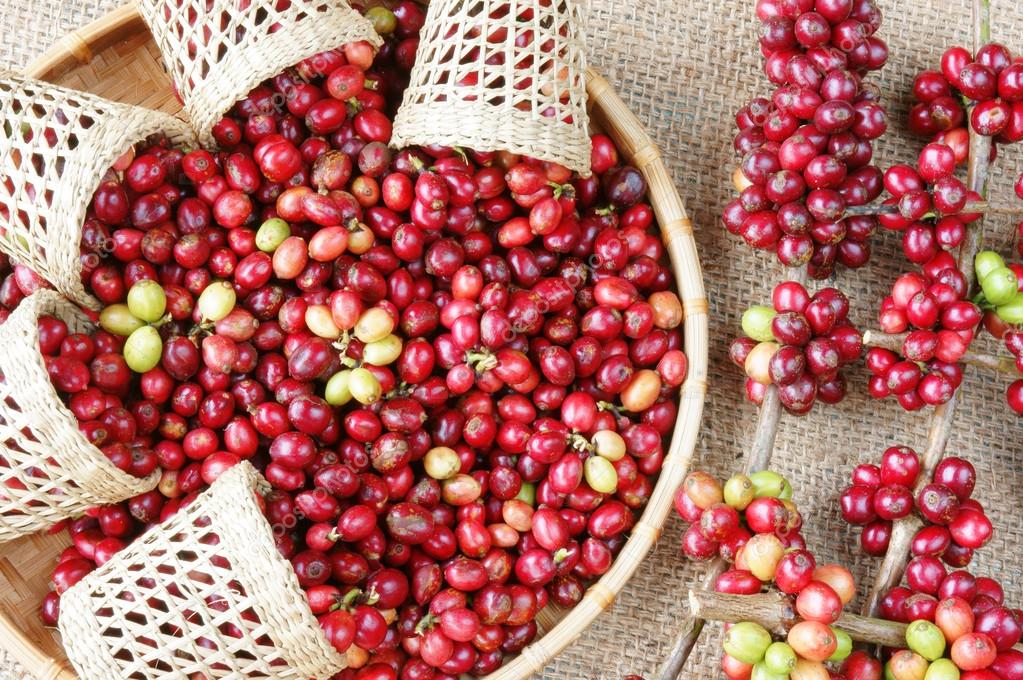 Red fresh coffee bean — Stock Photo © xuanhuongho 59701857