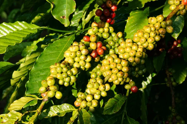 Vietnam coffee tree, coffee bean