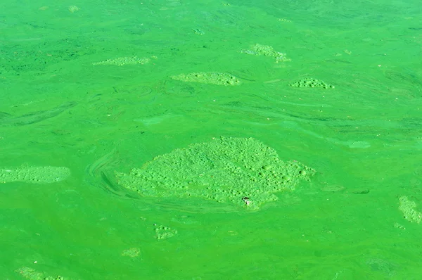Polluted water, green algae