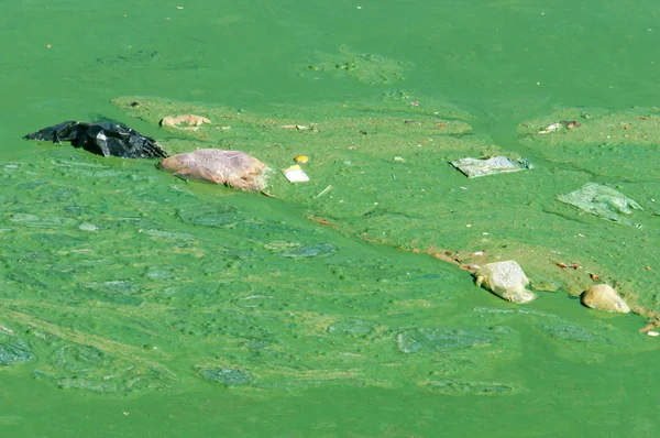 Polluted water, green algae