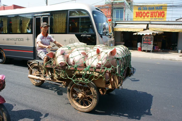 Asian man transport pig