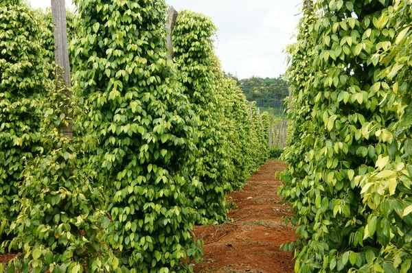 Pepper field, Viet Nam, farm product