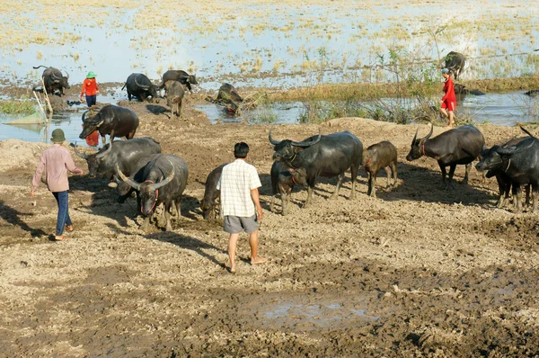 Asian farmer, grazing, buffalo