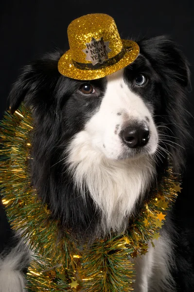 Dog in hat and tinsel