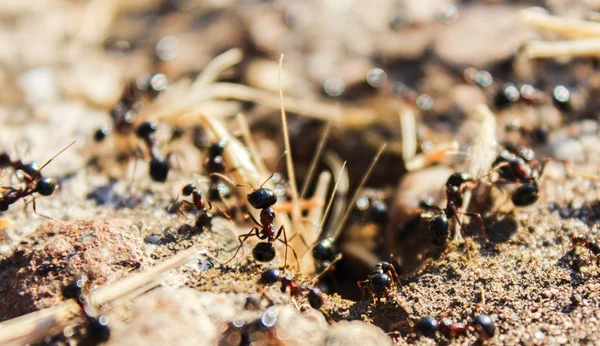Tireless giant black ants govern their world