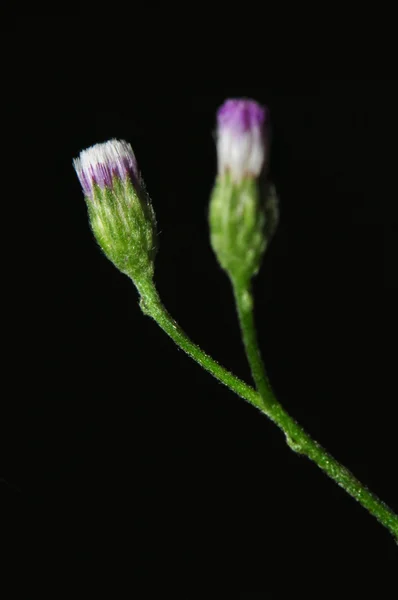 Vernonia cinerea Less