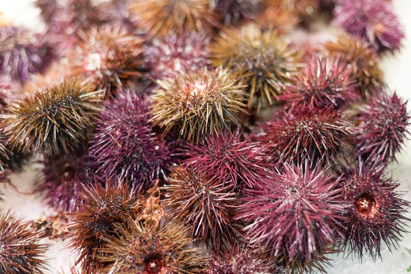 Close-up of display frozen sea urchins for sale at a market, La Boqueria Market, Barcelona, Catalonia, Spain