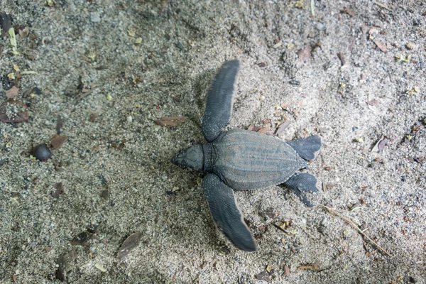 Leatherback turtle hatchling scuttle down