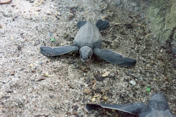 Leatherback turtle hatchling scuttle down