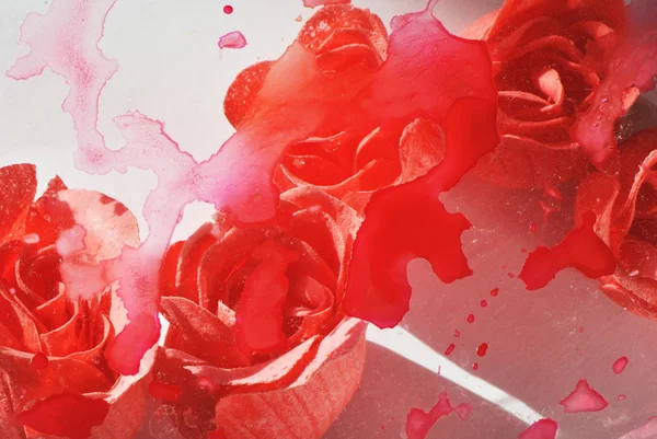 Abstract photo of blurred and stain painted rose flowers on white background
