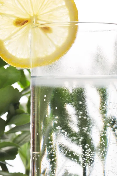 Photo of glass of water and lemon in it with some green plants, white isolated background