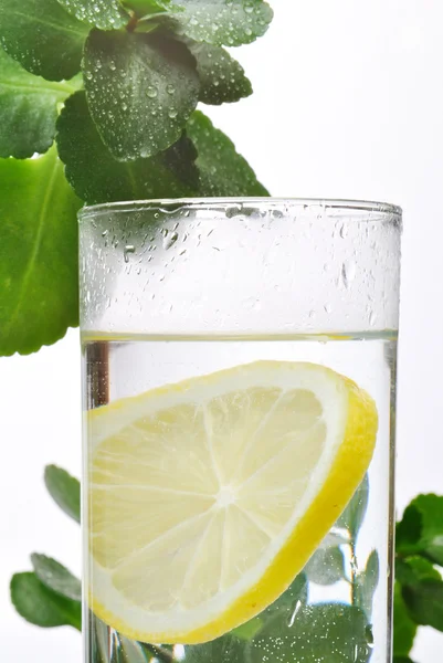 Photo of glass of water and lemon in it with some green plants, white isolated background