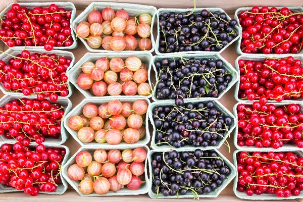 Fruit trays with blackberries currants and gooseberries