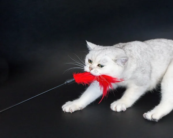 White cat playing pulling red toy