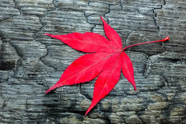 Red fall maple leave on black burnt wood