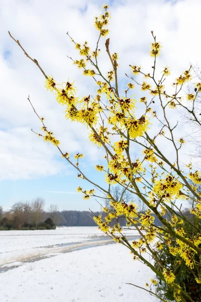 Hamamelis mollis yellow flowers in snow landscape