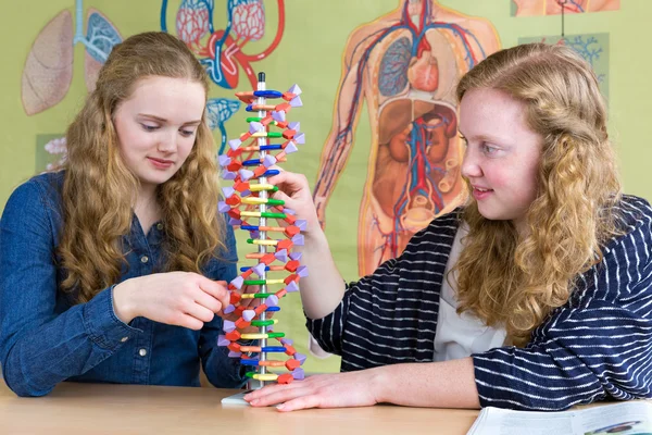 Two teenage girls studying human DNA model in biology lesson