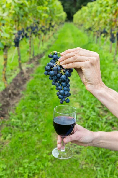 Hands holding bunch of grapes and wine glass